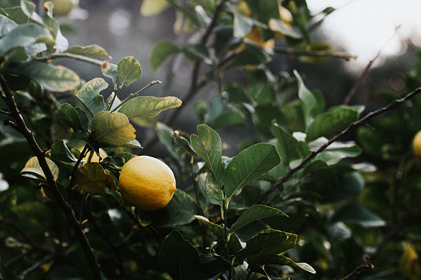 limon