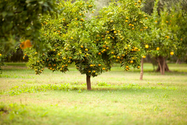 limón