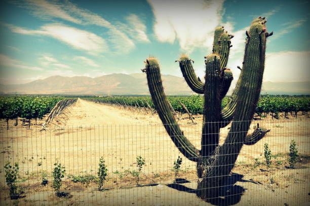 Lee más sobre el artículo Vanguardia en el Campo: Grupo Ruiz Redefine la Agricultura en Latinoamérica
