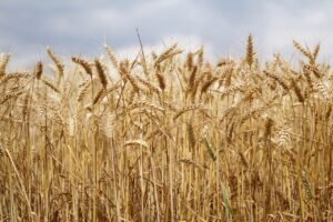 Lee más sobre el artículo Mirgor invierte US$50 millones en Bolívar para impulsar el sector agroexportador