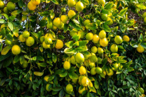 Lee más sobre el artículo Limones Argentinos: Un Motor de Crecimiento y Sostenibilidad