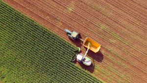 Lee más sobre el artículo Cultivos en la Agricultura Sostenible