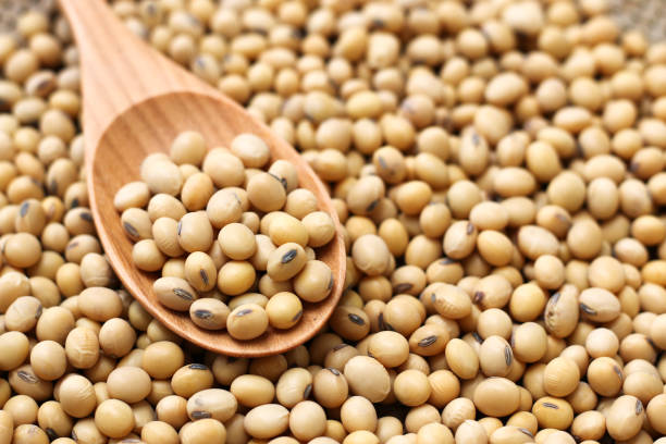 Lee más sobre el artículo Desafíos y triunfos: La soja argentina en el mercado global