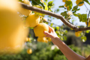 Lee más sobre el artículo Limones Argentinos y sus Desafíos Climáticos