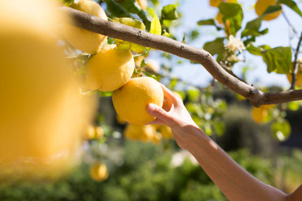 limones