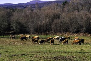 Lee más sobre el artículo Ganadería ecológica ¿Es el Futuro?