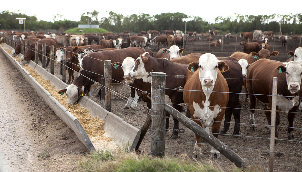 feedlots