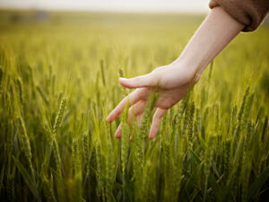 Lee más sobre el artículo Argentina y la Agricultura Moderna: Desafíos y Transformaciones