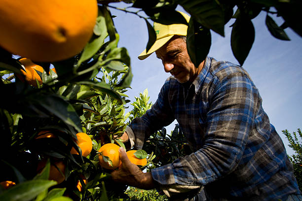 agro Carlos Ruiz Juárez