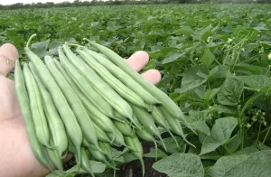 Lee más sobre el artículo Innovación tecnológica en la producción de porotos: el caso del Grupo Ruiz