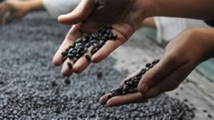 Lee más sobre el artículo Grupo Ruiz: El Imperio del Poroto Negro que Pone a Tucumán en el Mapa Global