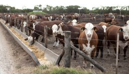 feedlots