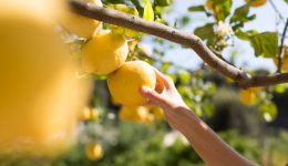 limones