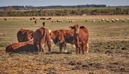feedlot