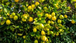 limones