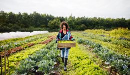 A woman carrying a crate of freshly harvested organic vegetables from her plot.