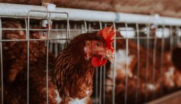 La Avicultura Argentina: Un Camino Hacia la Sostenibilidad