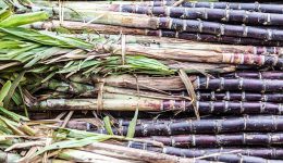Producción Azucarera: El Papel Transformador de Argentina