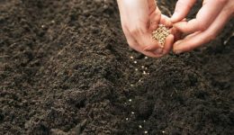 Agroproducción y Desarrollo Regional: La Trayectoria de Grupo Ruiz