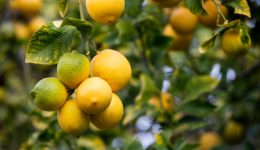 Grupo Ruiz Marcelo Ruz Juarez Latin Lemon